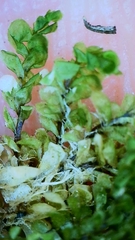Plagiochila