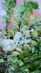 Plagiochila