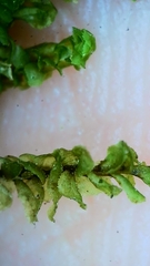 Plagiochila