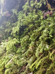 Plagiochila