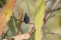 Euphonia rufiventris