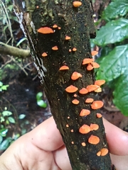 Favolaschia claudopus