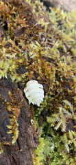 Arthrophaga myriapodina