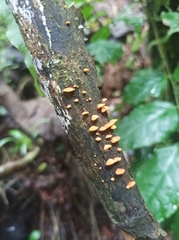 Favolaschia claudopus
