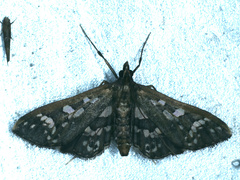 Ischnurges illustralis