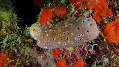 Hyattella cavernosa