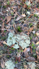 Cladonia evansii