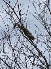 Sciurus niger