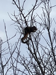 Sciurus niger