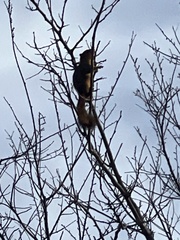 Sciurus niger