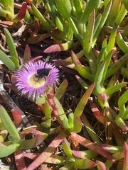 Bombus vosnesenskii