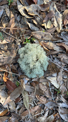 Cladonia evansii