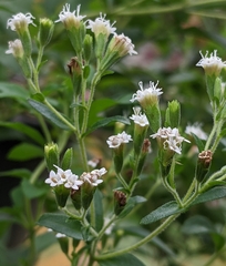 Stevia rebaudiana