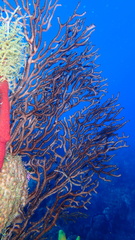 Iciligorgia schrammi