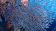 Iciligorgia schrammi