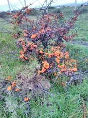 Pyracantha angustifolia