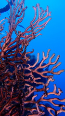 Iciligorgia schrammi