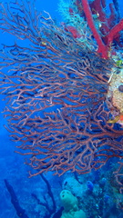 Iciligorgia schrammi