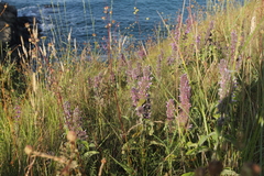 Stachys germanica