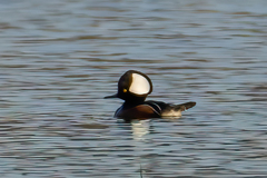 Lophodytes cucullatus