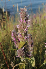 Stachys germanica