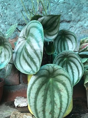 Peperomia argyreia