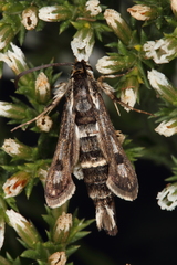 Dipchasphecia lanipes