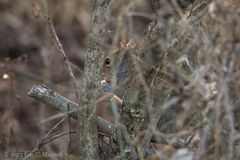 Sciurus carolinensis