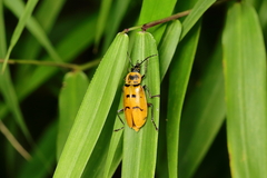 Chauliognathus spinipennis