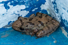 Fuscous-Blotched Treefrog photo 5