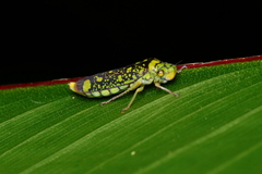 Aulacizes conspersa