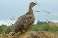 Lagopus muta islandorum