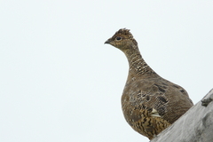 Lagopus muta islandorum