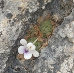 Pinguicula gracilis