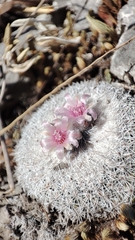 Epithelantha