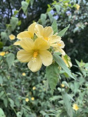 Pavonia communis