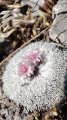 Epithelantha