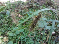 Carex erinacea