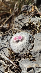 Epithelantha