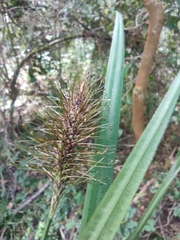 Carex erinacea