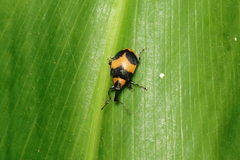 Anchylorhynchus variabilis