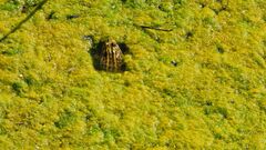 Leptodactylus luctator