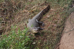 Crocodylia
