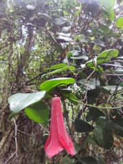 Lapageria rosea