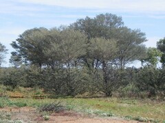 Acacia aneura