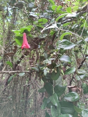 Lapageria rosea