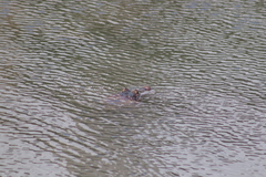 Crocodylia