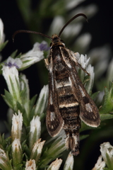 Dipchasphecia lanipes