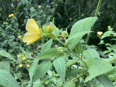 Pavonia communis