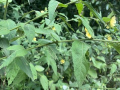 Pavonia communis
